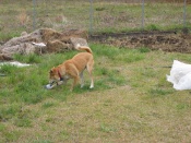 pics_4_04_009