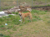 pics_4_04_010