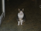 Cleo