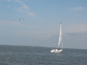 leukemia cup 2006 054.jpg