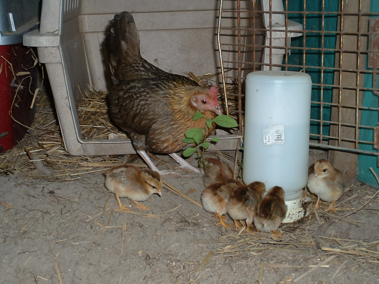 Filet &amp; Chicks.jpg