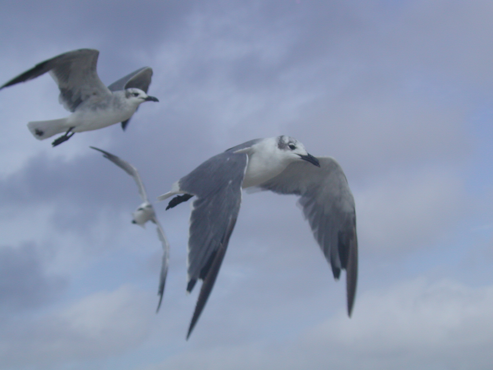 Gulls.jpg