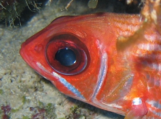 turks_caicos_arival_and_day_one_diving_104_cropped