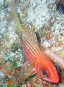 turks_caicos_arival_and_day_one_diving_106