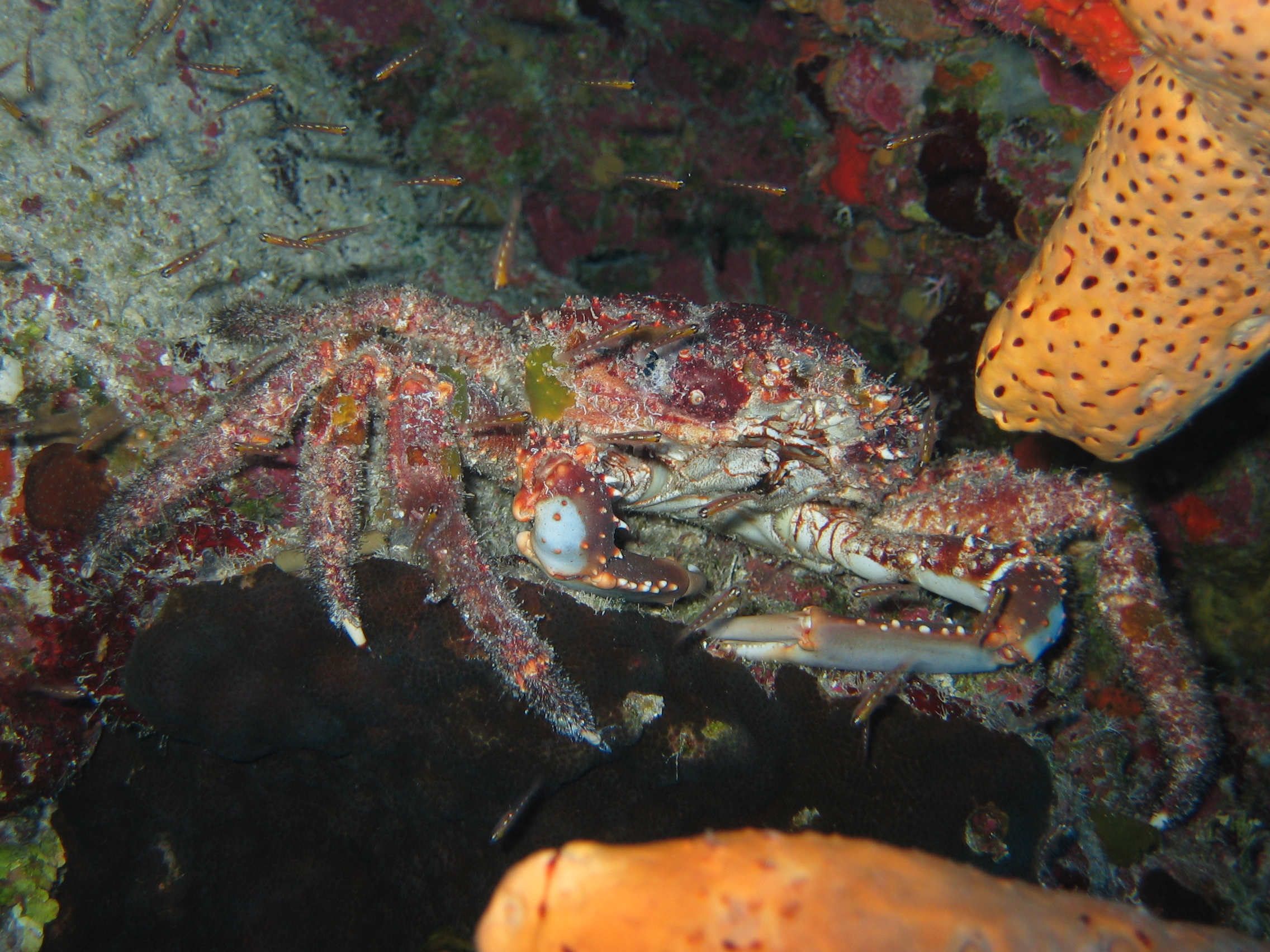 turks_caicos_day_two_diving_191
