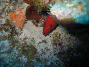 turks_caicos_arival_and_day_one_diving_096