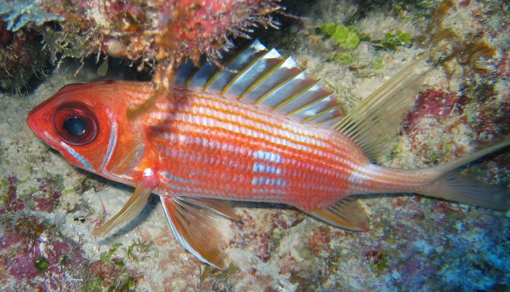 turks_caicos_arival_and_day_one_diving_104