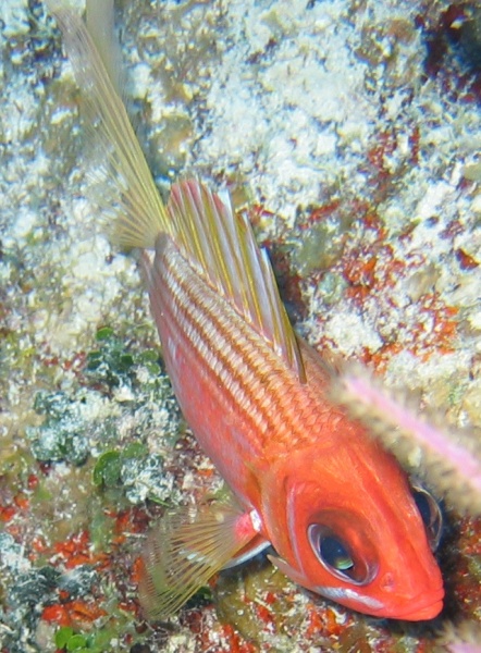 turks_caicos_arival_and_day_one_diving_106