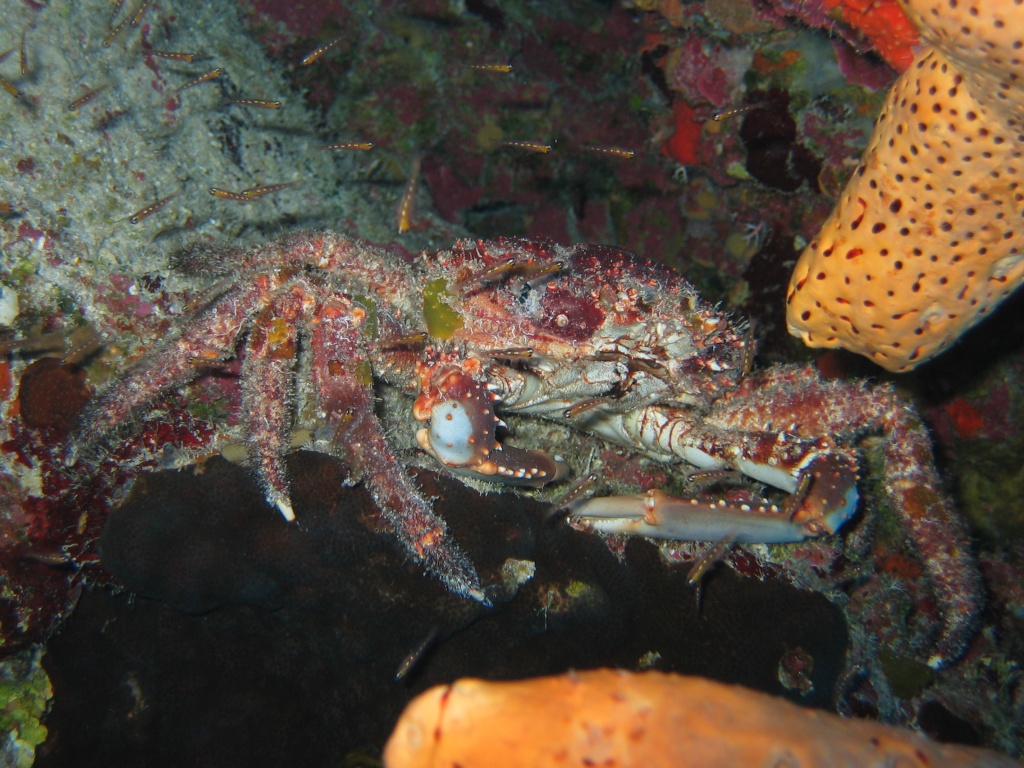 turks_caicos_day_two_diving_191