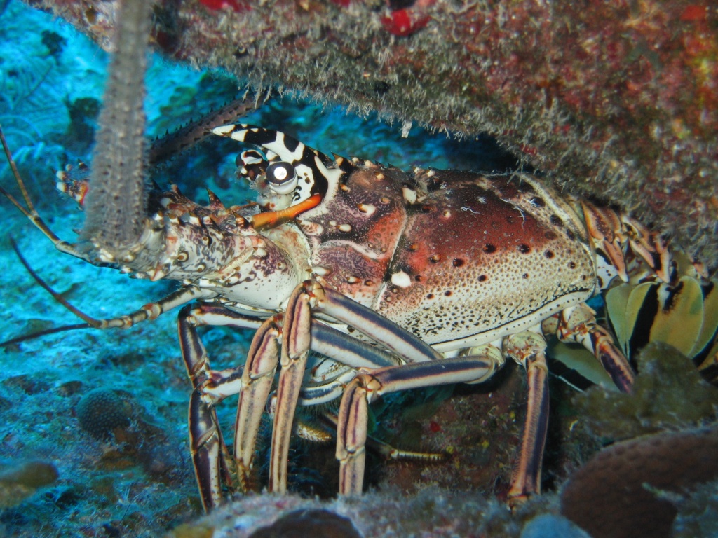 turks_caicos_arival_and_day_one_diving_132