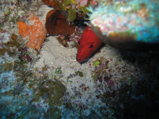 turks_caicos_arival_and_day_one_diving_096