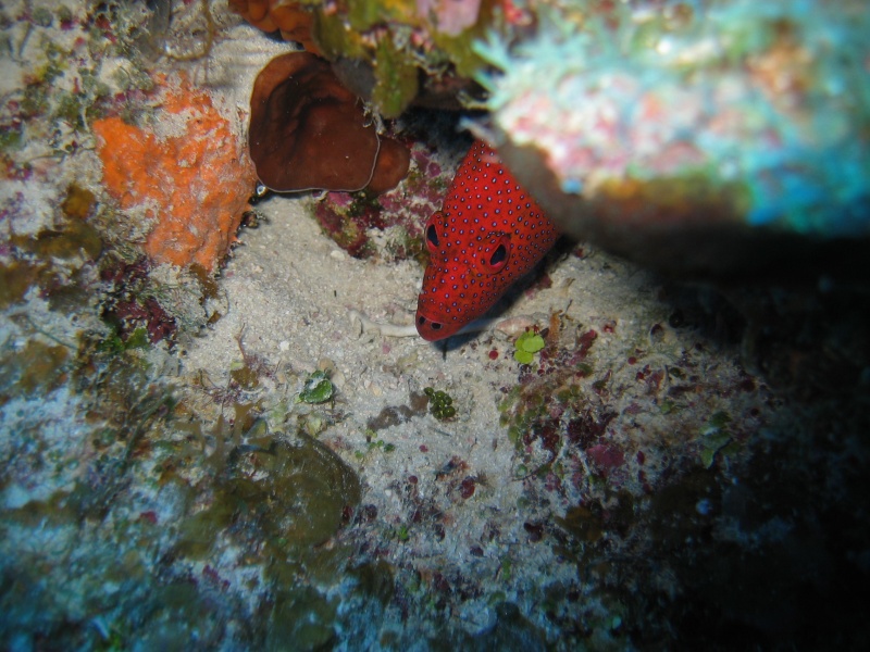 turks_caicos_arival_and_day_one_diving_096