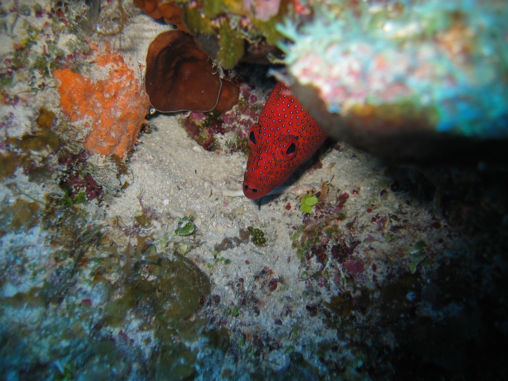 turks_caicos_arival_and_day_one_diving_096