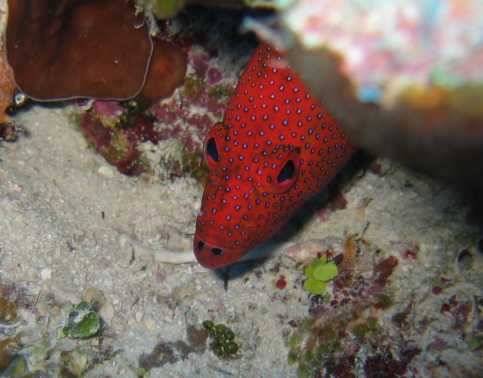turks_caicos_arival_and_day_one_diving_edited_096