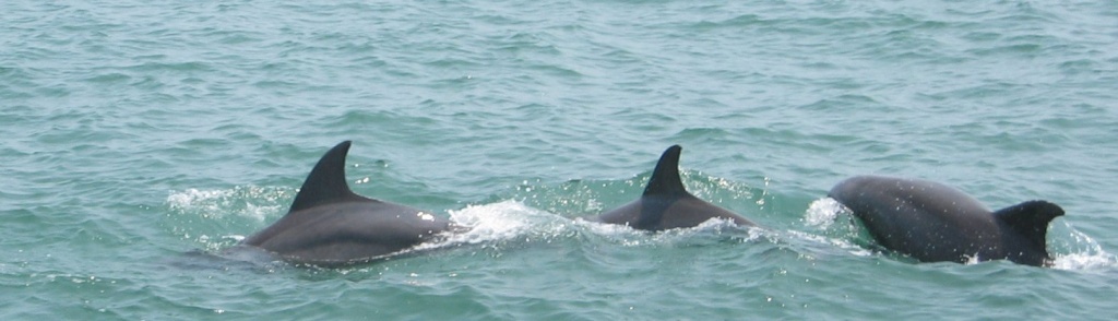 2006 dolpins 5.jpg