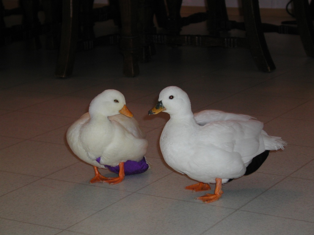 Charmin &amp; Aurora.JPG