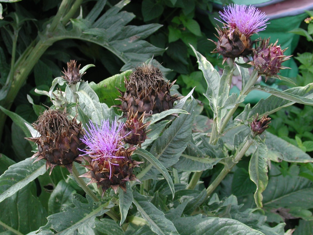 Thistle.jpg