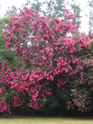 Front yard with flowering trees