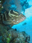 Best of Turks and Caicos Underwater Pictures