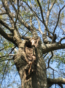 IMG_0086.JPG
Picture of oak in judys backyard