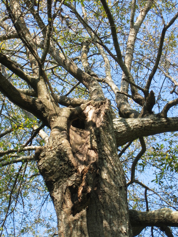 IMG_0086.JPG
Picture of oak in judys backyard