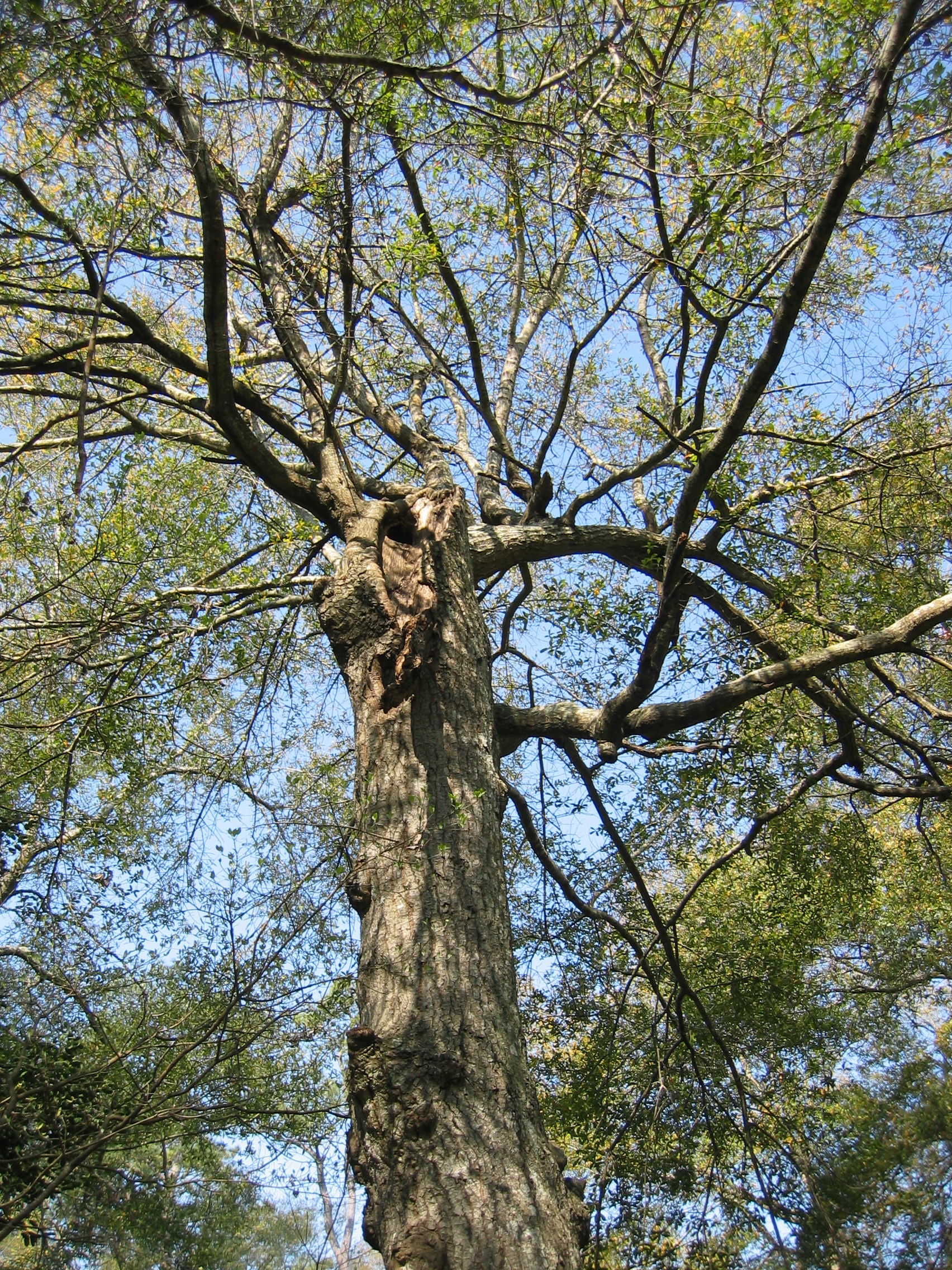IMG_0087.JPG
Picture of oak in judys backyard