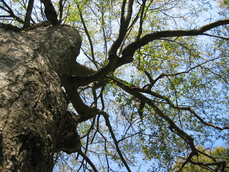 IMG_0088.JPG
Picture of oak in judys backyard